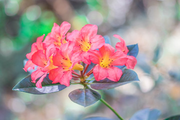 Red Vireya Rhododendron flowers are blossoming on tree in the rainforest