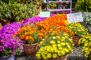 Fototapeta na wymiar Spring flower fair on Piazza Bra in Verona. Verona, Veneto, Italy