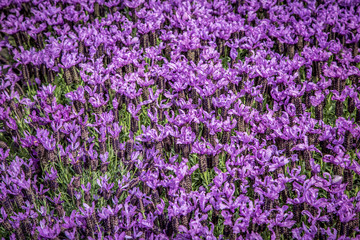 Obraz premium Spring flower fair on Piazza Bra in Verona. Verona, Veneto, Italy