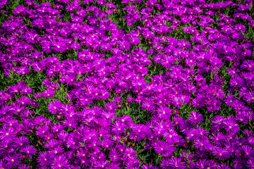 Spring flower fair on Piazza Bra in Verona. Verona, Veneto, Italy