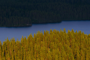 Sunlit trees and lake, Sweden