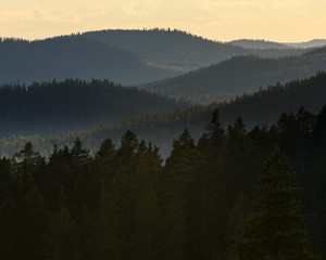 Forest hillside scenes at Sweden 