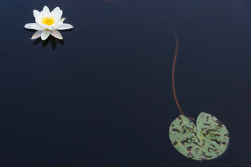 Lily pad and flower on pond, Gallhållan, Mölnlycke, Sweden
