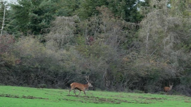 lonely and desperate deer on heat galloping, roaring and attacking a rival with huge antlers defending its herd of roe, doe and hind in a fight at rutting season in a forest at the Eifel in Germany.