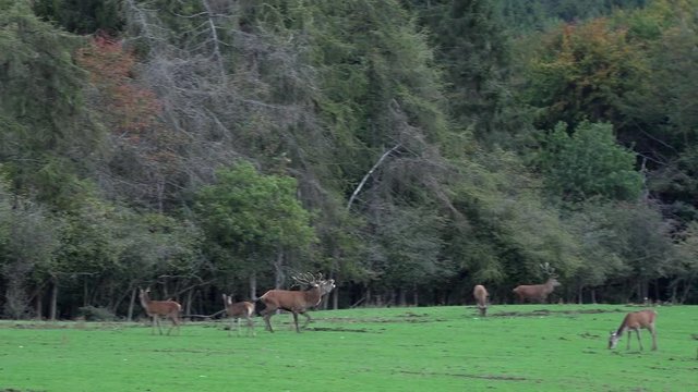 Big deer stag with huge pair of antlers running fast roaring and howling with steaming warm breath chasing through a herd of roe deer during rutting season with forest in the background. Eifel Germany