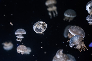 Obraz na płótnie Canvas Spotted lagoon jellyfish close up.