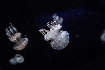 Naklejka na ściany i meble Spotted lagoon jellyfish close up.