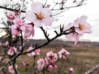 garden in spring with flowering almond trees