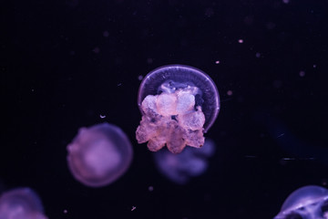 Obraz na płótnie Canvas Marble jellyfish, lychnorhiza lucerna, close up.