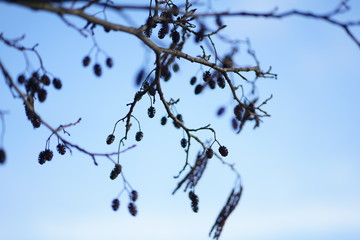 Silhouette of Black Alder cones (alnus glutinosa) against blue sky   