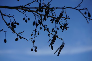 Silhouette of Black Alder cones (alnus glutinosa) against blue sky   