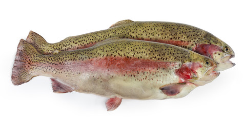 Two fresh uncooked rainbow trouts on a white background