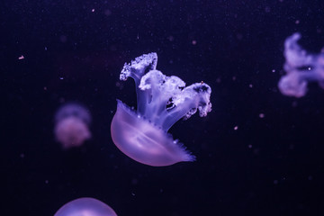 Obraz na płótnie Canvas Marble jellyfish, lychnorhiza lucerna, close up.
