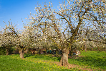 Kirschblüte in Wiesbaden-Frauenstein/Deutschland an einem sonnigen Frühlingstag