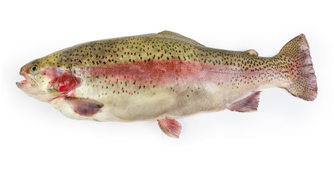 Fresh uncooked rainbow trout on a white background