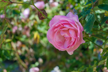 Close up of soft pink rose in full bloom