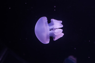 Blue blubber jellyfish in the dark water.