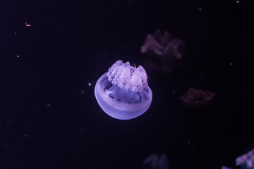 Naklejka na ściany i meble Blue blubber jellyfish in the dark water.