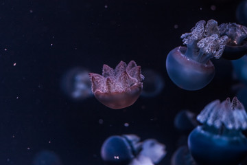 Blue blubber jellyfish in the dark water.