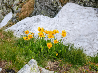 Bush of flowering Arnica montana on slope in Tatra Mountains