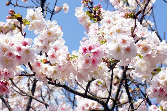 Beautiful pink and white cherry blossom in spring. Cherry blossoms over blue sky.