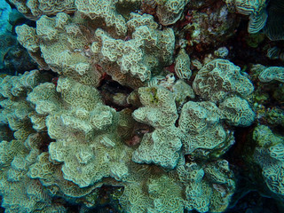  Various beautiful creatures under the sea, Ko Lanta, Krabi, Thailand