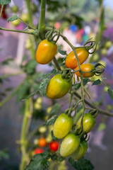 Tomatoes in the garden,Vegetable garden with plants of red tomatoes.