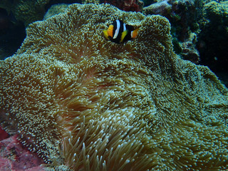Clown fish and anemone in Ko Lanta, Thailand