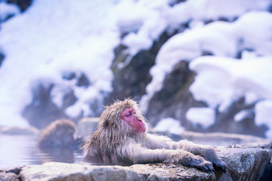 Travel Asia. The Red-cheeked monkey is soaking in the water to relax the cold happily. During winter, You see monkeys soaking at Hakodate is popular hot spring. The snow monkeys soak in Japan.
