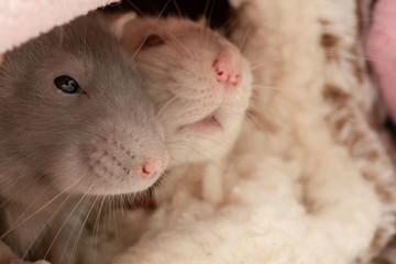 Two pet rats in their bed