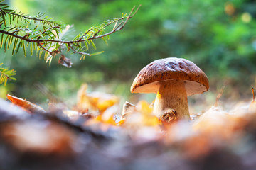 Big white mushroom porcini in autumn forest. Nature landscape photography