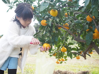 みかん狩りする女の子