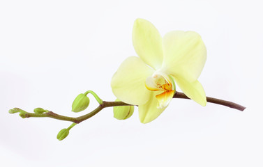 Naklejka na ściany i meble Orchid branch with a delicate yellow flower and buds isolated on a white background.