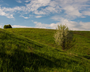 Flowering wild pear tree on a hillside. Ukraine.