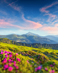 Rhododendron flowers covered mountains meadow in summer time. Purple sunrise light glowing on a foreground. Landscape photography