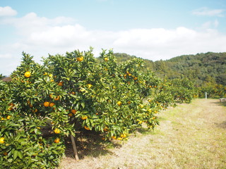 みかん狩り農園の山