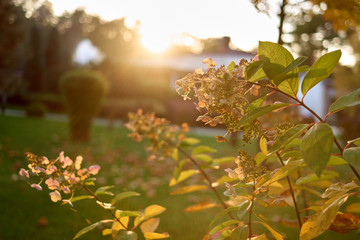 Obraz premium Close up plant with flowers. Bright morning sunshine.