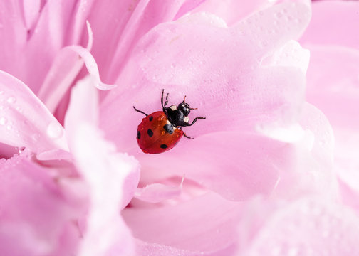 Image with a ladybug