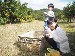 みかん狩りする子供たち
