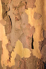 Old dried tree bark texture. Close up.