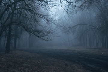 Morning in a dark rainy foggy scary forest