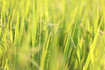 Rice paddy field under sunlight