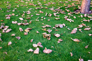 Dried tree leaves on a green grass. Scattered dead leaves on a lawn.