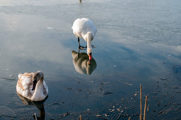 group of white swans on a mountain lake on a beautiful spring day against the backdrop of a distant...