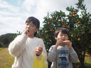みかん狩りする子供たち