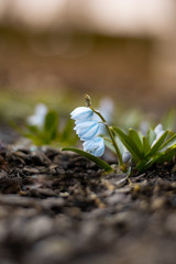 Close up of Puschkinia scilloides (striped squill) - light blueearly spring flowers. Shallow depth of field, wide angle. Blurred background