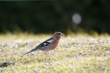 a chaffinch male, fringilla coelebs, on the floor in grass in the garden