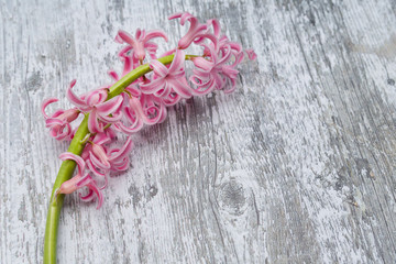 Pink gentle flower of hyacinth is lying on the rough wooden surface. A gift for a Mother`s Day.