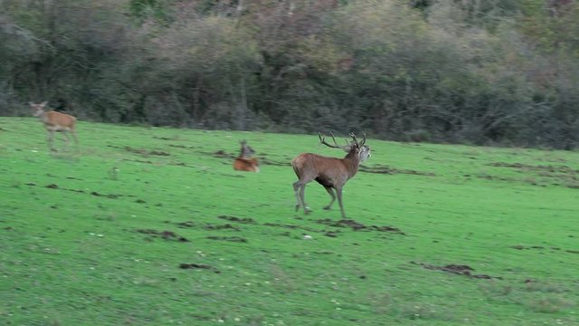 Big and desperate deer stag with huge pair of antlers running fast roaring and howling with steaming warm breath chasing through a herd of roe deer during rutting season with forest in the background.
