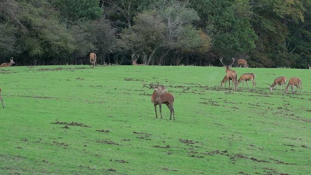 Huge deer with a big pair of antlers looking into the camera before starting to roar at a big herd of roe deer and a rival during rutting season in an autumnal forest in western Germany.